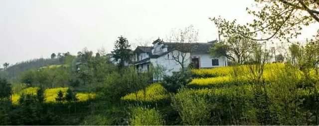 陕南富硒茶的功效与作用(富硒茶的功效)-硒宝网