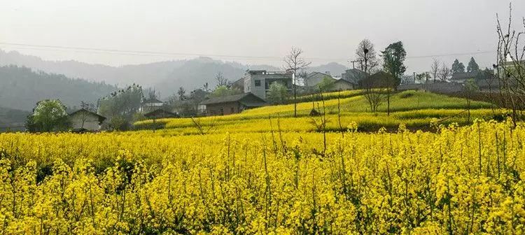 陕南富硒茶的功效与作用(富硒茶的功效)-硒宝网
