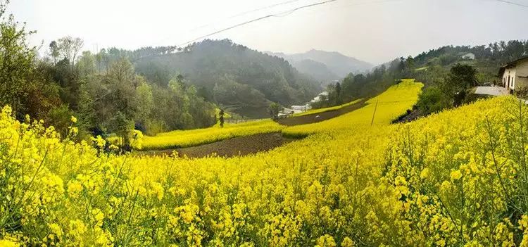 陕南富硒茶的功效与作用(富硒茶的功效)-硒宝网