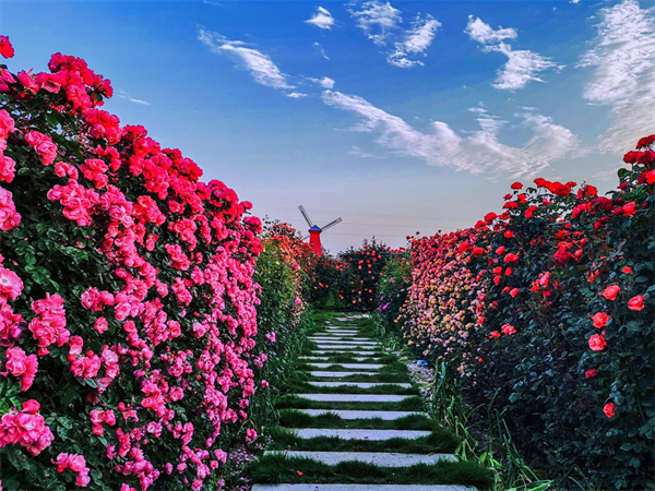 恩施鹤峰下坪富硒茶简介(恩施鹤峰茶叶分几种)-硒宝网