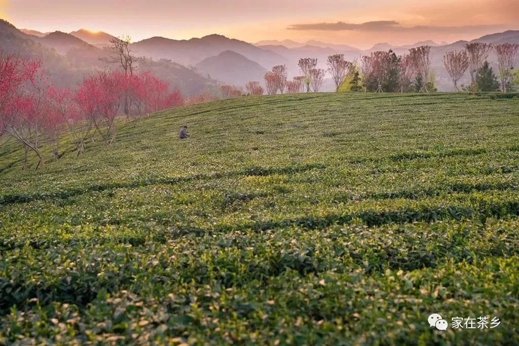 陕南富硒茶的功效与作用(陕西富硒茶多少钱一斤)-硒宝网