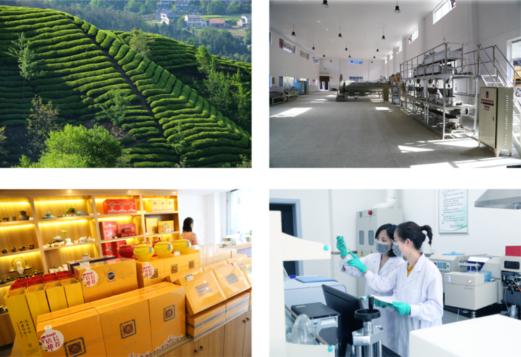 焕古茶业紫阳富硒茶礼盒(紫阳富硒茶文化)-硒宝网