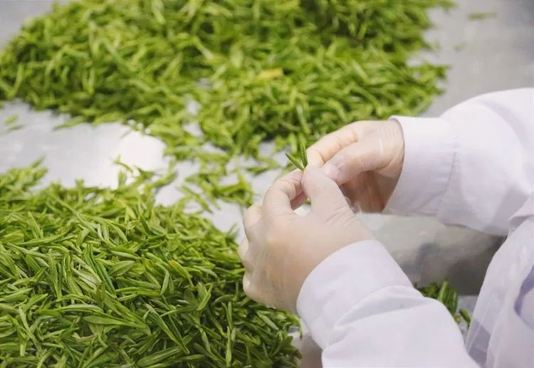 焕古茶业紫阳富硒茶礼盒(紫阳富硒茶文化)-硒宝网