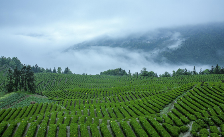 受欢迎的富硒茶玉露公司（茶叶玉露）-硒宝网