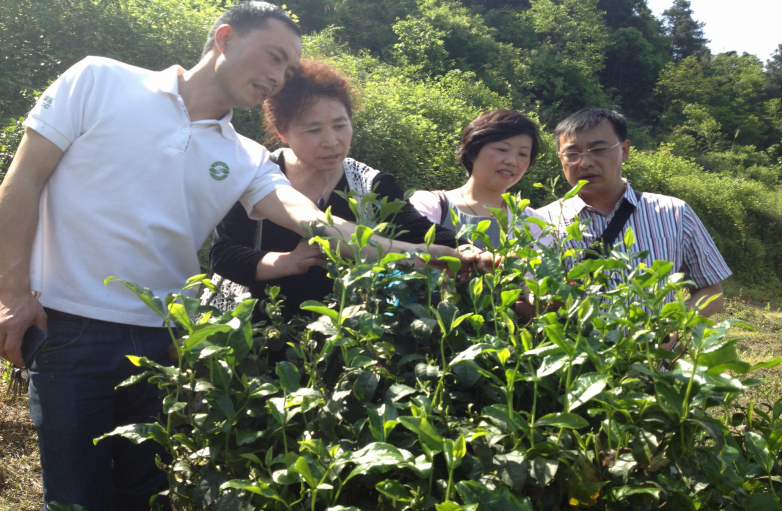 受欢迎的富硒茶玉露公司（茶叶玉露）-硒宝网