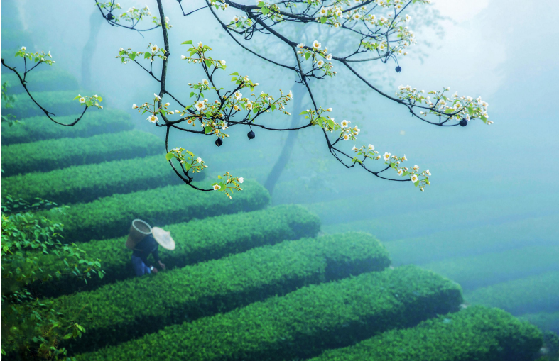 受欢迎的富硒茶玉露公司（茶叶玉露）-硒宝网