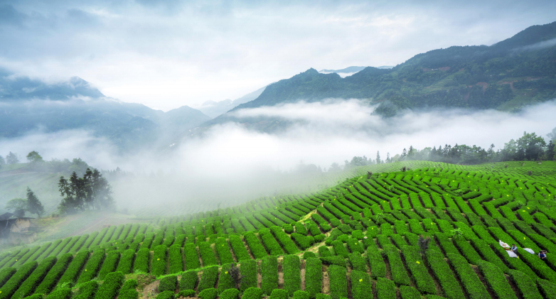 受欢迎的富硒茶玉露公司（茶叶玉露）-硒宝网