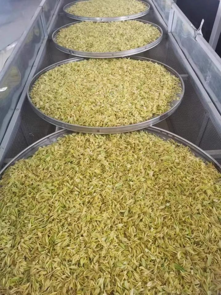 浙江恩施富硒藤茶供应站（湖南恩施富硒茶的功效）-硒宝网