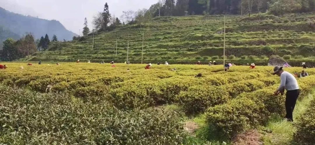 浙江恩施富硒藤茶供应站（湖南恩施富硒茶的功效）-硒宝网