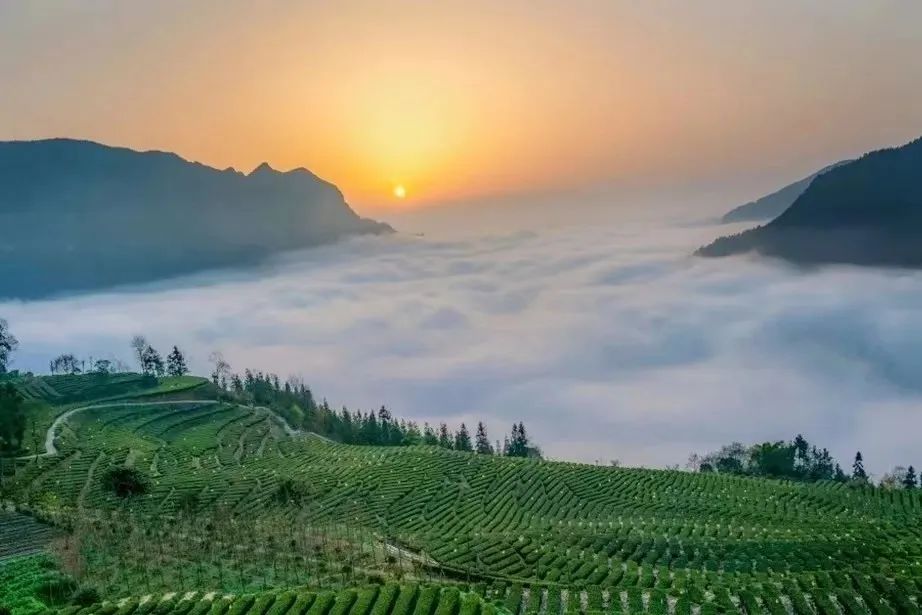 浙江恩施富硒藤茶供应站（湖南恩施富硒茶的功效）-硒宝网