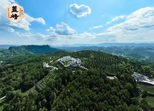 浙江恩施富硒藤茶供应站（湖南恩施富硒茶的功效）-硒宝网