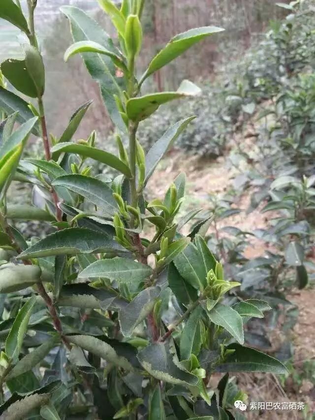 卖得比较好的富硒茶价格(富硒茶哪个牌子好)-硒宝网