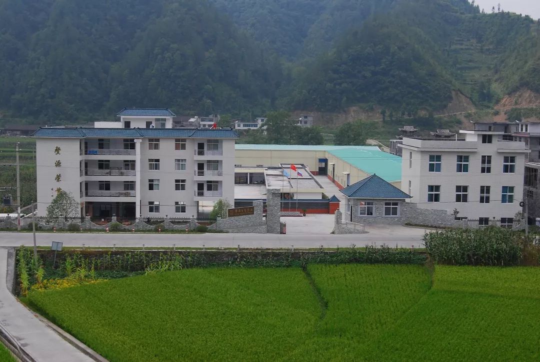 浙江恩施富硒藤茶供应站(恩施富硒藤茶价格)-硒宝网