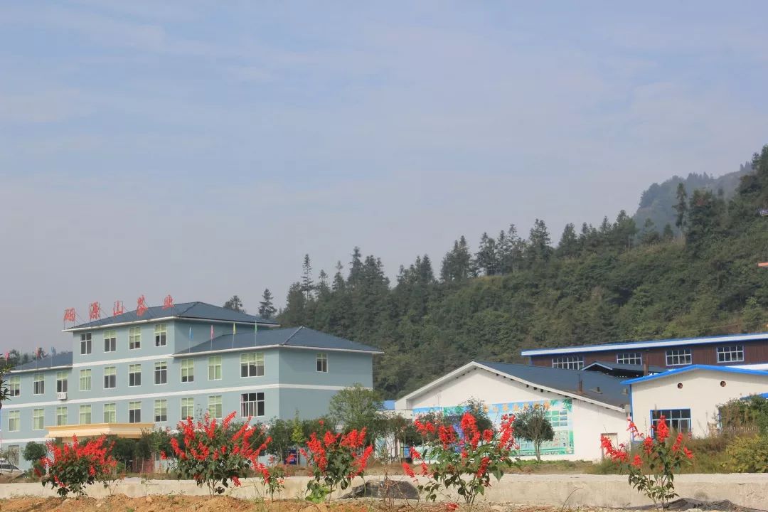 浙江恩施富硒藤茶供应站(恩施富硒藤茶价格)-硒宝网