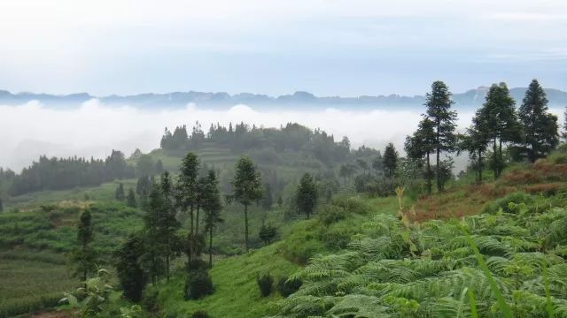 什么地方生产高山富硒茶（高山茶地方生产富硒茶吗）-硒宝网