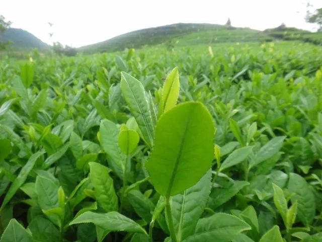 什么地方生产高山富硒茶（高山茶地方生产富硒茶吗）-硒宝网