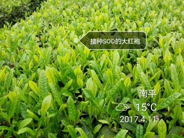 什么地方生产高山富硒茶（高山茶地方生产富硒茶吗）-硒宝网