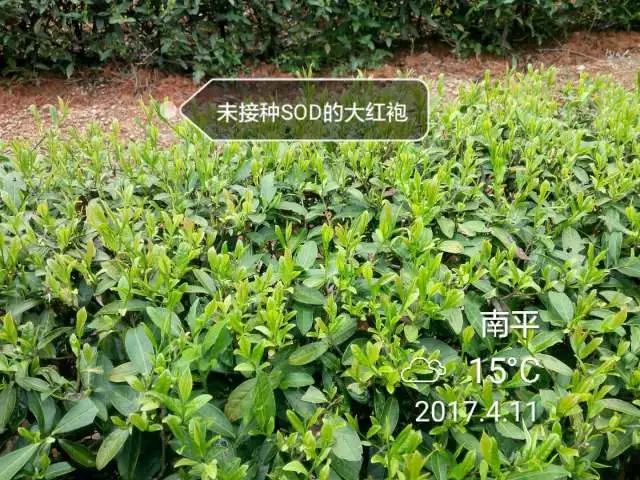 什么地方生产高山富硒茶（高山茶地方生产富硒茶吗）-硒宝网