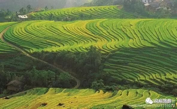 什么地方生产高山富硒茶(高山富硒茶属于什么茶)-硒宝网