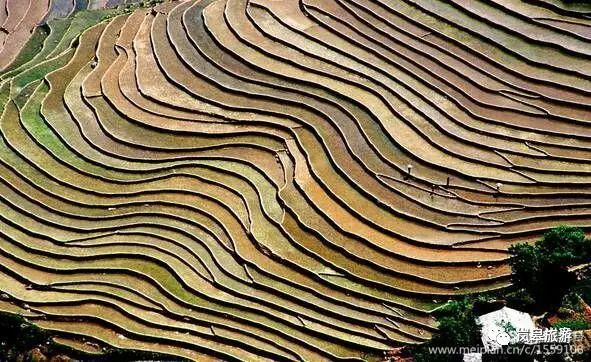 什么地方生产高山富硒茶(高山富硒茶属于什么茶)-硒宝网