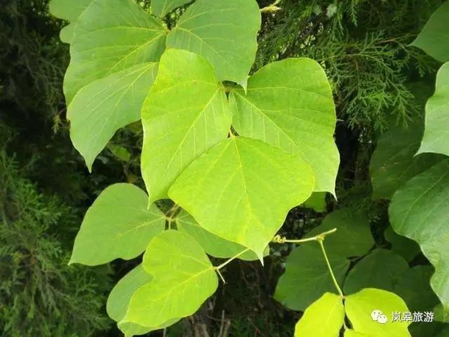 什么地方生产高山富硒茶(高山富硒茶属于什么茶)-硒宝网