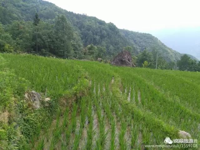 什么地方生产高山富硒茶(高山富硒茶属于什么茶)-硒宝网