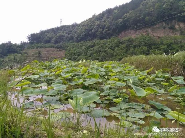 什么地方生产高山富硒茶(高山富硒茶属于什么茶)-硒宝网