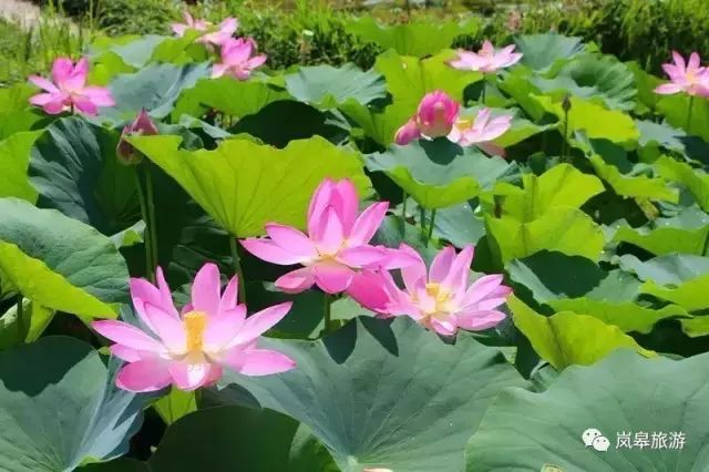 什么地方生产高山富硒茶(高山富硒茶属于什么茶)-硒宝网