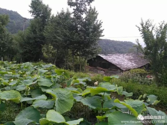 什么地方生产高山富硒茶(高山富硒茶属于什么茶)-硒宝网