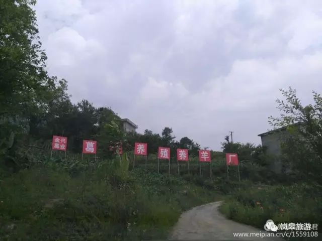 什么地方生产高山富硒茶(高山富硒茶属于什么茶)-硒宝网