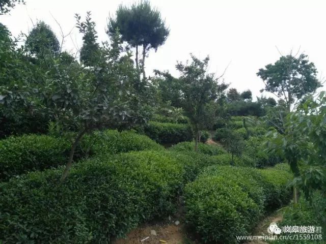 什么地方生产高山富硒茶(高山富硒茶属于什么茶)-硒宝网