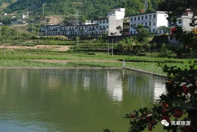 什么地方生产高山富硒茶(高山富硒茶属于什么茶)-硒宝网