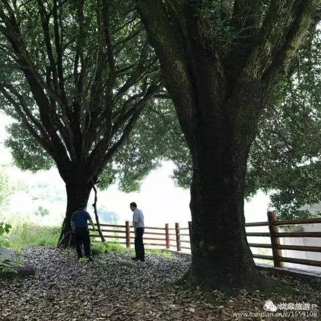 什么地方生产高山富硒茶(高山富硒茶属于什么茶)-硒宝网