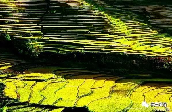 什么地方生产高山富硒茶(高山富硒茶属于什么茶)-硒宝网