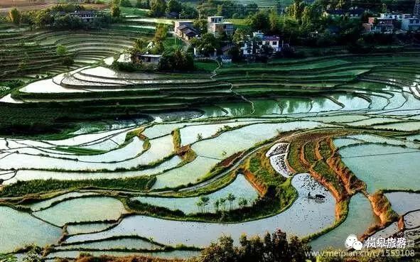 什么地方生产高山富硒茶(高山富硒茶属于什么茶)-硒宝网