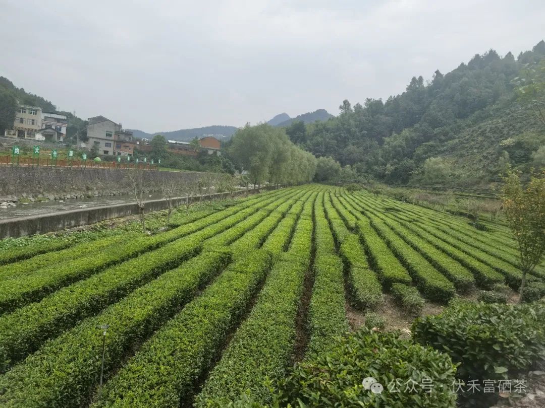 富硒茶的竞争优势和优点(优质茶的基本条件)-硒宝网