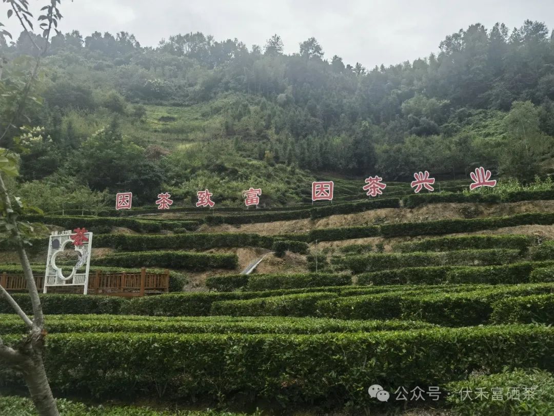 富硒茶的竞争优势和优点(优质茶的基本条件)-硒宝网