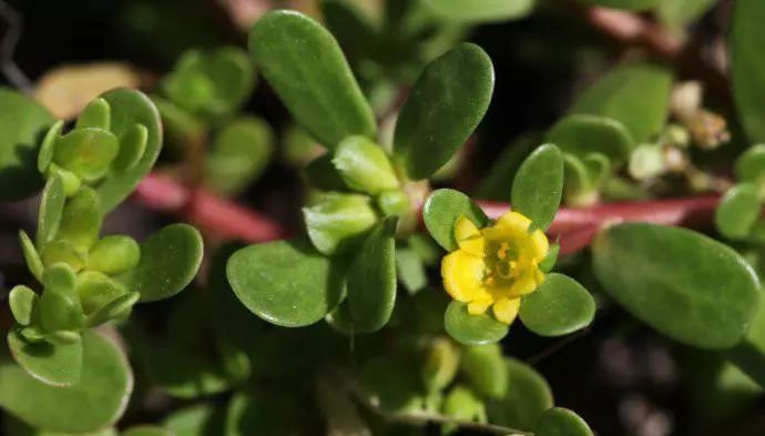 云南富硒荞子茶哪里有卖（富硒荞子茶有副作用吗）-硒宝网