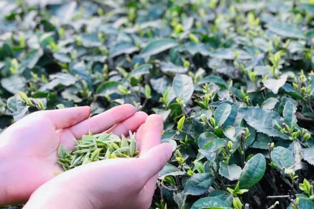 江夏区好喝的富硒茶玉露（恩施玉露富硒茶多少钱）-硒宝网