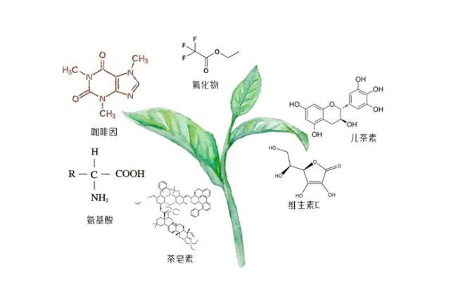 江夏区好喝的富硒茶玉露（恩施玉露富硒茶多少钱）-硒宝网