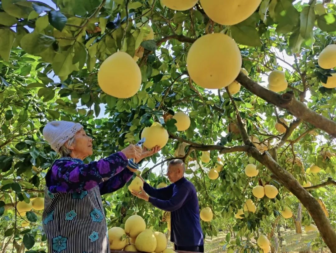 湖北张家界富硒茶的功效（张家界土壤富硒的乡村）-硒宝网