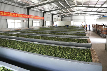 诏安八仙茶富硒一级茯茶(绍安八仙茶富硒一级)-硒宝网