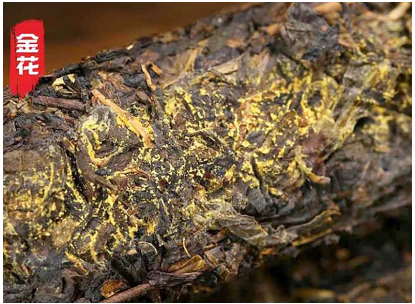 诏安八仙茶富硒一级茯茶(绍安八仙茶富硒一级)-硒宝网