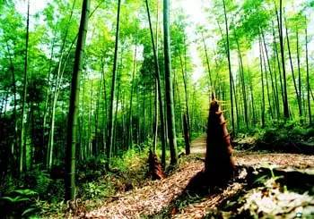 江津富硒茶土壤富硒含量(富硒茶叶标准)-硒宝网