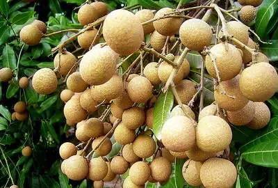 江津富硒茶土壤富硒含量(富硒茶叶标准)-硒宝网