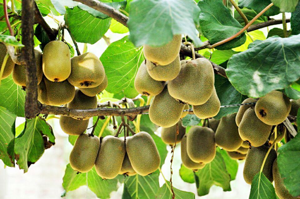 江津富硒茶土壤富硒含量(富硒茶叶标准)-硒宝网