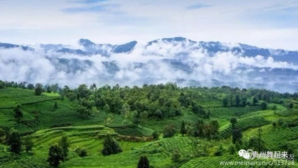 淘宝富硒茶锌硒茶能买吗(锌硒茶的骗局)-硒宝网