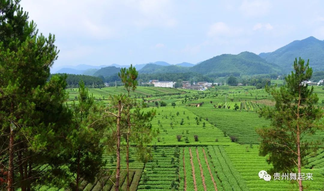 淘宝富硒茶锌硒茶能买吗(锌硒茶的骗局)-硒宝网