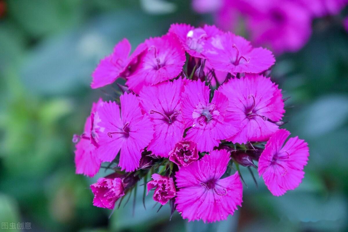 淘宝富硒茶锌硒茶能买吗（锌硒茶多少钱一斤）-硒宝网