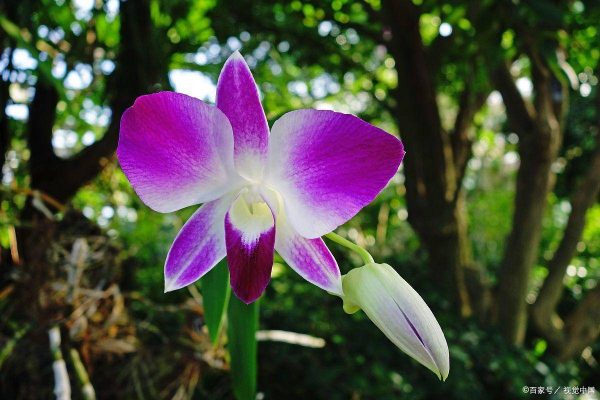 淘宝富硒茶锌硒茶能买吗（锌硒茶多少钱一斤）-硒宝网